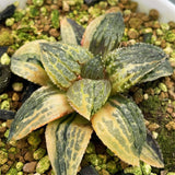 Haworthia MARILYN HYBRID Variegated