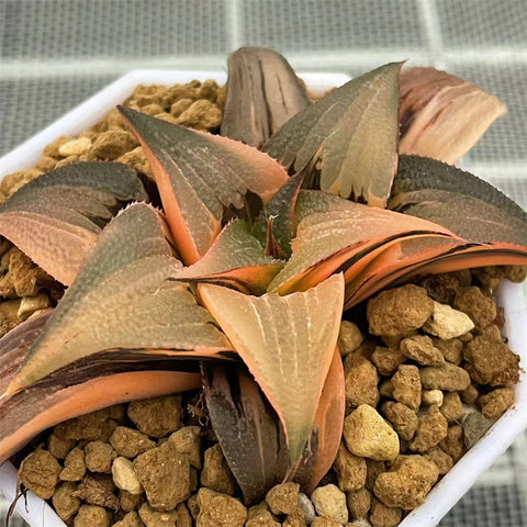 Haworthia Badia Matenrou Variegated