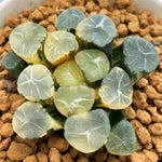Haworthia Maughanii Aurora Variegated