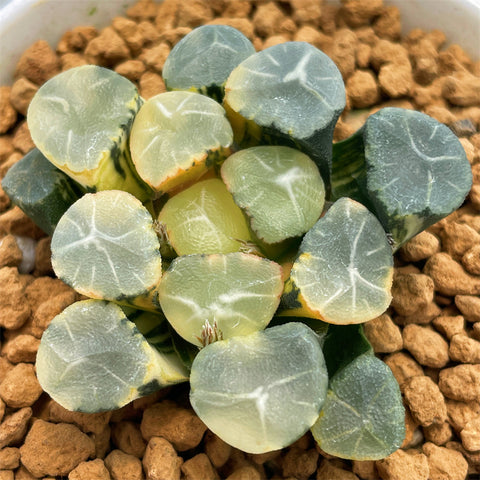 Haworthia Maughanii Aurora Variegated