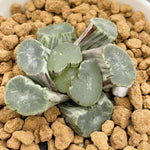 Haworthia Maughanii Bokyo White Variegated