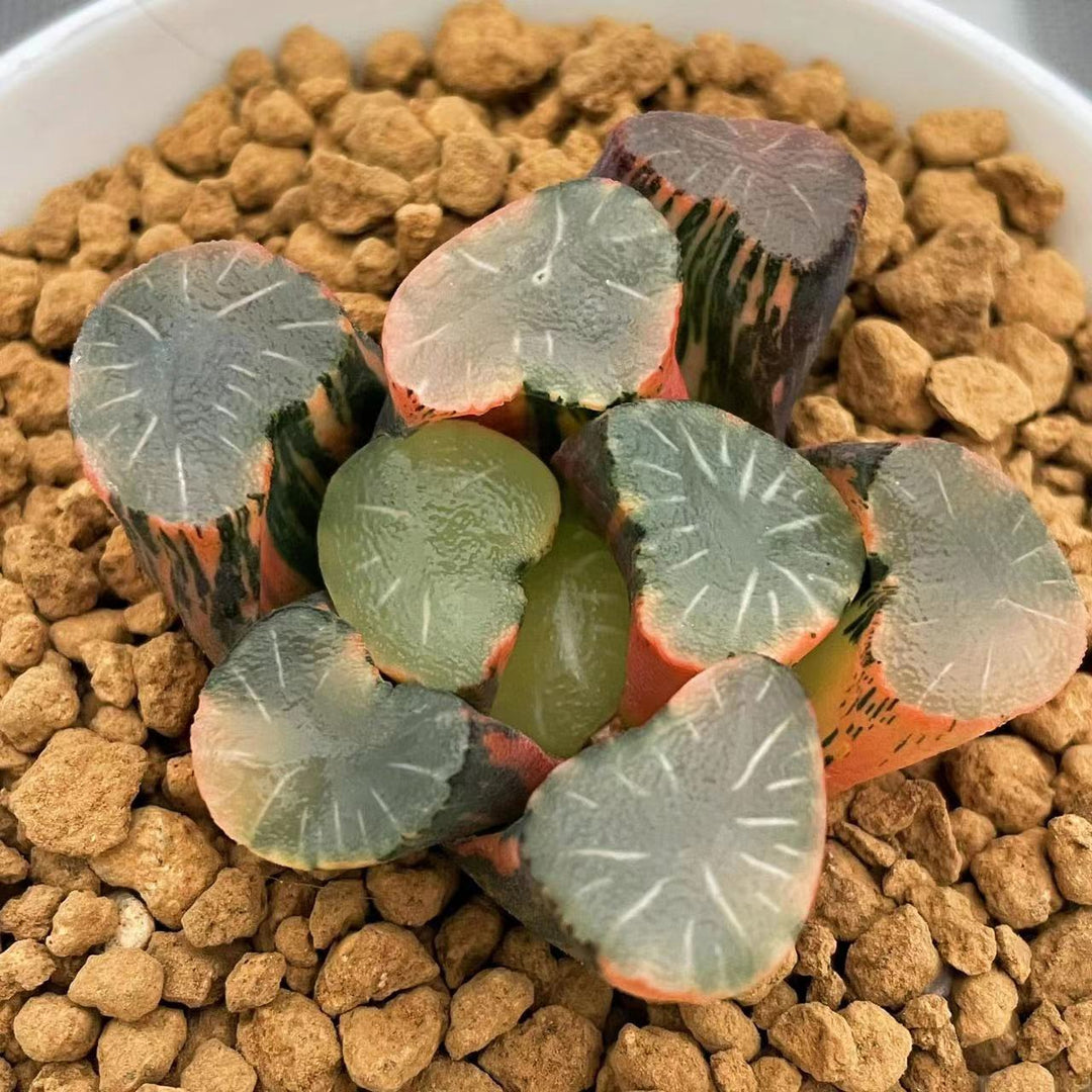 All – Page 37 – ChinaHaworthia All – Page 37 – ChinaHaworthia