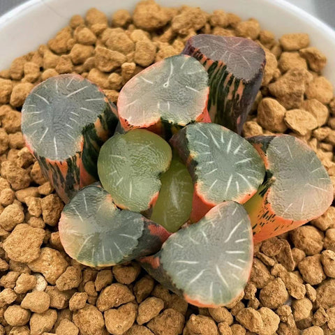 Haworthia Maughanii Dewdrop Variegated