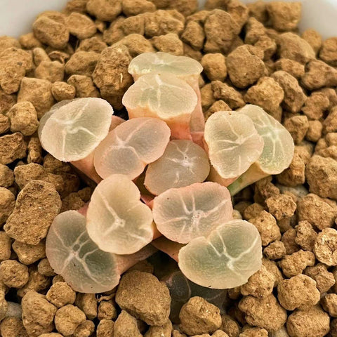 Haworthia Maughanii Ghost