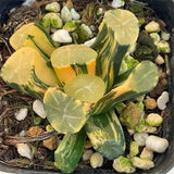Haworthia Maughanii GOLD Variegated Small Size