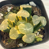 Haworthia Maughanii GOLD Variegated Small Size