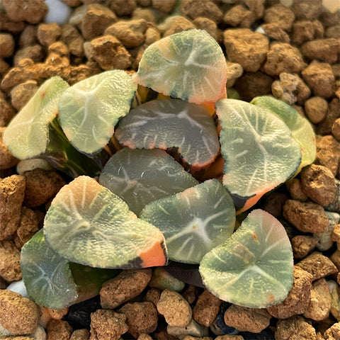 Haworthia Maughanii Gold Variegated