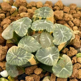 Haworthia Maughanii Gold Variegated