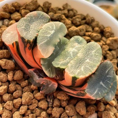 Haworthia Maughanii Hybrid Phoenix Variegated