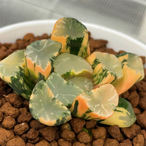 Haworthia Maughanii King Variegated