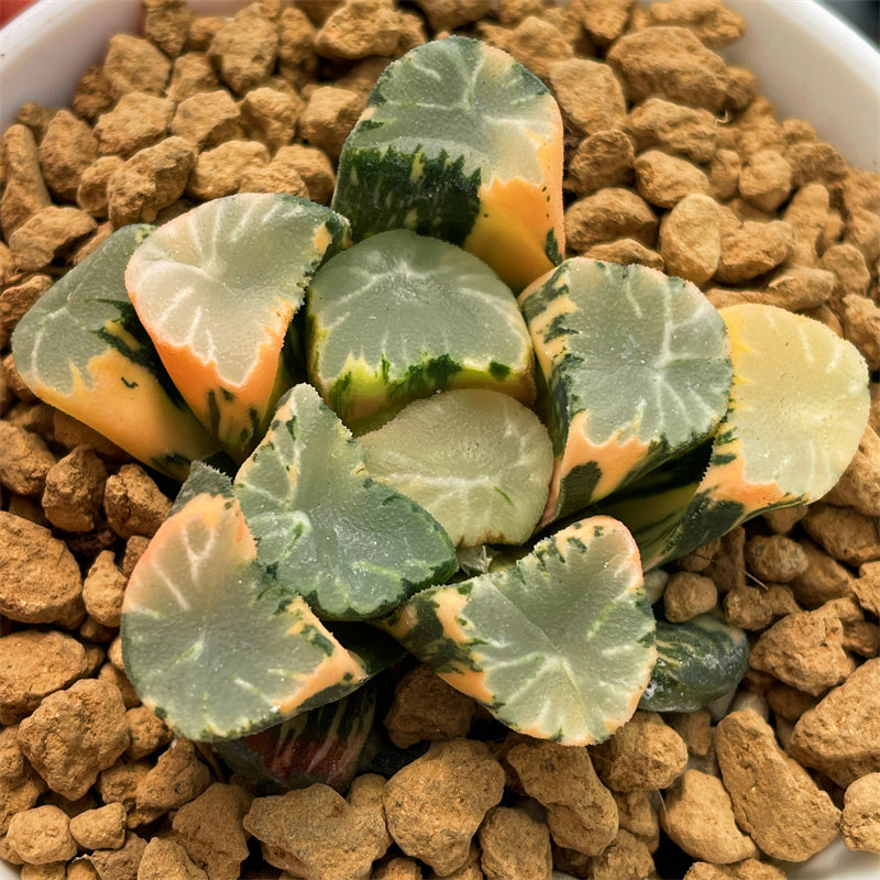 Variegated – Page 14 – ChinaHaworthia