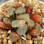 Haworthia Maughanii Lens Variegated