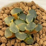 Haworthia Maughanii Lens Variegated