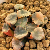 Haworthia Maughanii Shinkirou Variegated