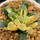 Haworthia Maughanii Variegated