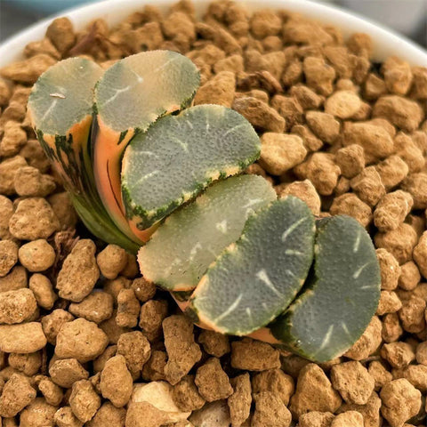 Haworthia Maughanii Variegated Plant from seeds