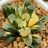Haworthia Maughanii Variegated