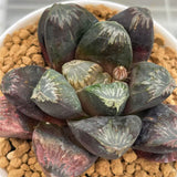 Haworthia Hybrid Big Leaf Type Maughanii Planted from seeds