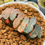 Haworthia Truncata Midori no Shima X Best Blue Variegated