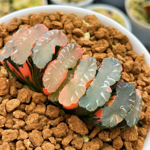 Haworthia Truncata Midori no Shima X Best Blue Variegated