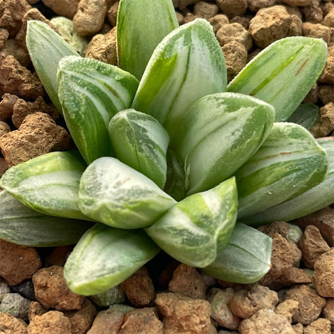 Haworthia Miho White Variegated