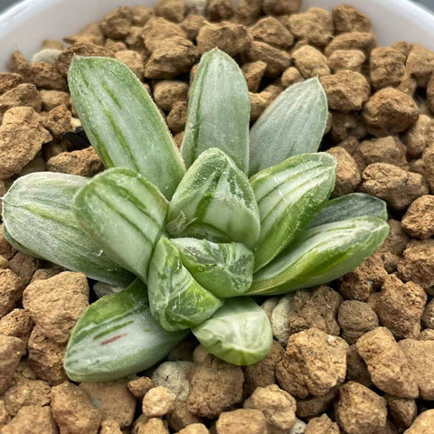 Haworthia Miho White Variegated Size S