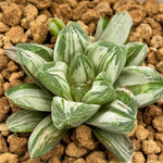 Haworthia Miho White Variegated Size S