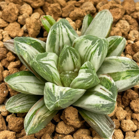 Haworthia Miho White Variegated Size S