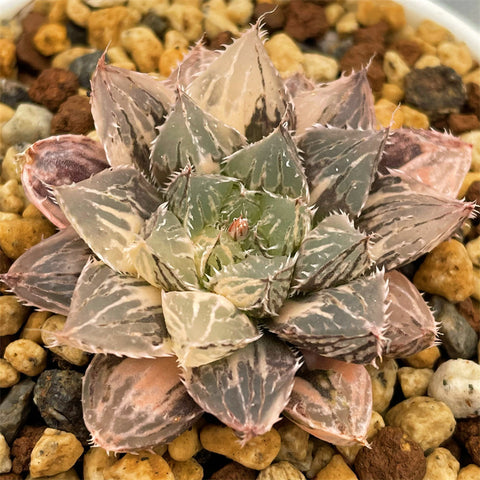 Haworthia Mirrorball Variegated