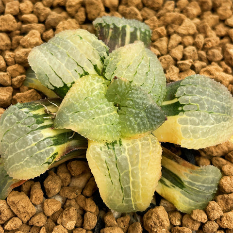 Haworthia Mirror of Sky Variegated