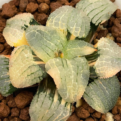 Haworthia Correcta Mirror of Sky Variegated