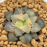 Haworthia Mochi Gyokuro Variegated size L