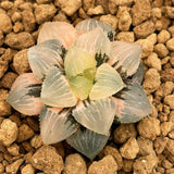 Haworthia Mochi Gyokuro Variegated size L