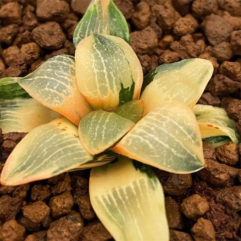 Haworthia Moon Light Variegated