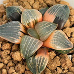 Haworthia Moon Light Variegated