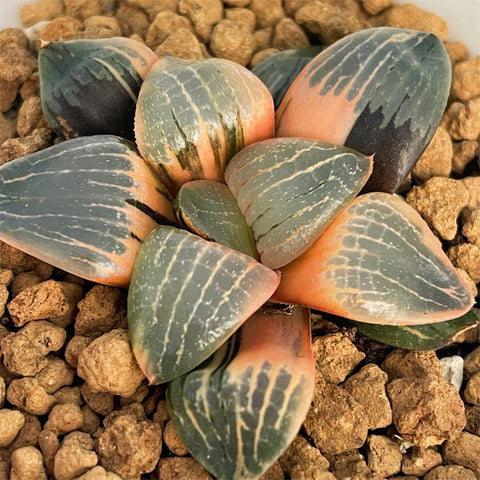 Haworthia Moon Light Variegated