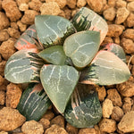 Haworthia Correcta 'Moon Shadow' Variegated