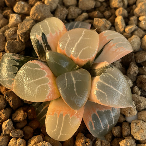Haworthia Correcta 'Moon Shadow' Variegated