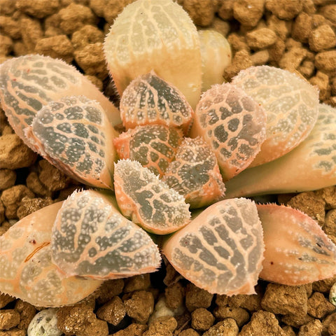 Haworthia Mordor Reverse Variegated