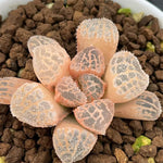Haworthia Mordor Reverse Variegated