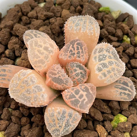 Haworthia Mordor Reverse Variegated