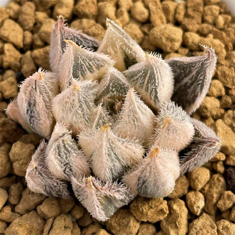 Haworthia MURASAKI EMAK Reverse Variegated – ChinaHaworthia