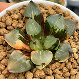 Haworthia Mutant 'CAPRICORN EMPEROR'
