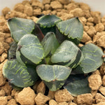 Haworthia Mutant 'First Love'