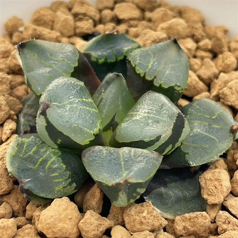 Haworthia Mutant 'First Love'