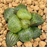 Haworthia Comptoniana Mutant 'LUX'