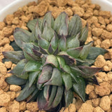 Haworthia Crested 'MUTANT SABLE'