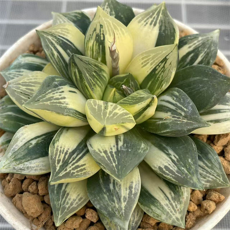 Mothe C Haworthia Mutica Hybrid Mothe Plant – ChinaHaworthia