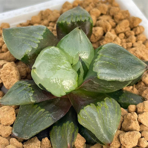 Haworthia Mutant Mysterious Veil