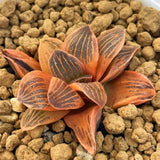 Haworthia 'NIGHT FOREST' Reverse Variegated